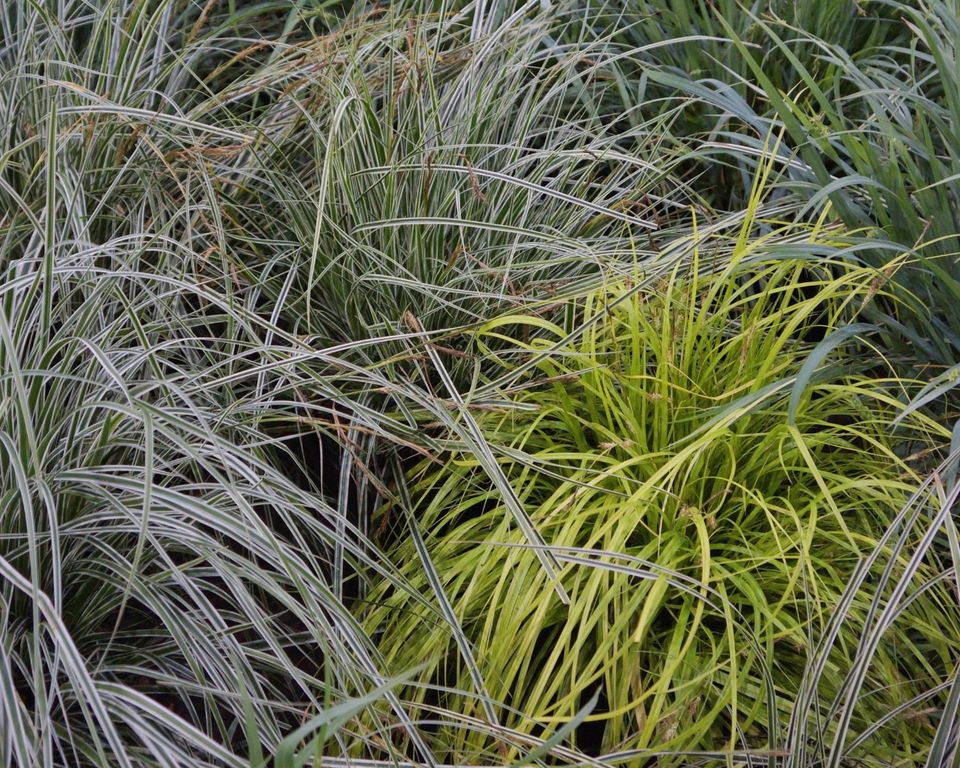 Inspiration Plantipp